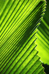 An abstract image of palm leafs
