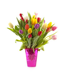 Colorul Dutch tulips in pink vase over white background