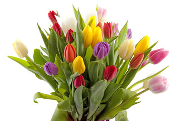 Obraz premium Colorul Dutch tulips in closeup over white background