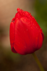 Tulpe