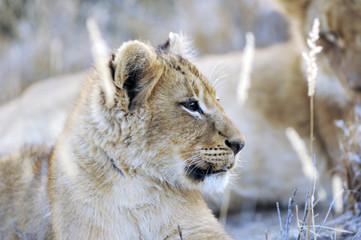 Kid lion. South Africa