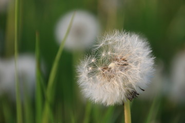 Fototapeta premium Blowballs from dandelion in the green