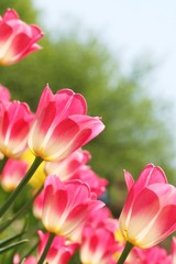 Obraz na płótnie Canvas Closeup of tulips in spring