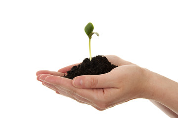 New Life, black soil with plant in hands over white background