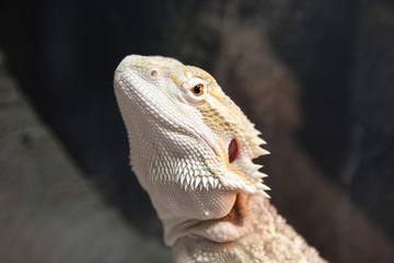 Bearded dragon