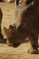 Fototapeta premium Rhino