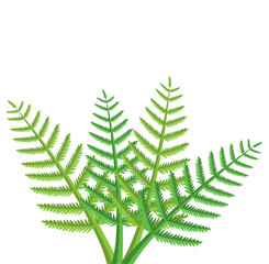 vector design of green fern leaves