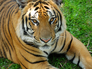 Fototapeta na wymiar Tiger blickt