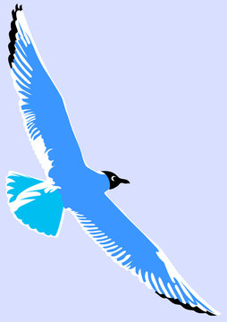 blue seagull soaring sky clip art preview