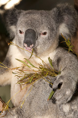 Koala Bear, Australia