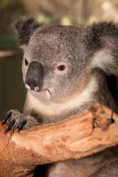 Koala Bear, Australia