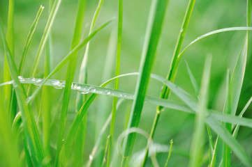 Morning spring dew