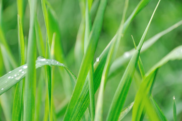 Morning spring dew