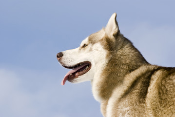 Siberian husky