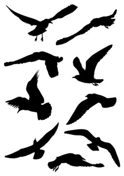 Silhouettes of seagulls