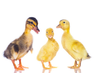 Chickens and ducklings.