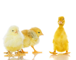 Chickens and ducklings.