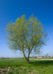 Spring in the meadows