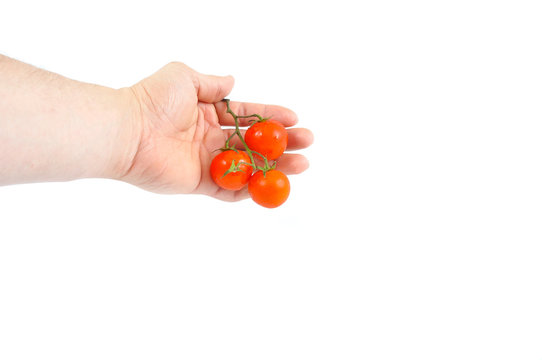 Isolated bunch of tomatoes in hand
