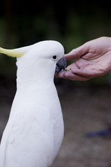 Feeding cockatoo