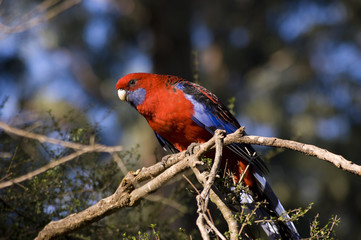 Crimson Rosella