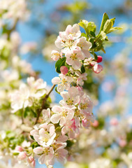 Fototapeta premium Apple Blossoms