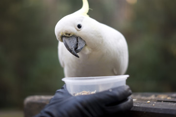 Smiling cockatoo