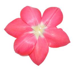 Obraz na płótnie Canvas Petals of tulip as a flower