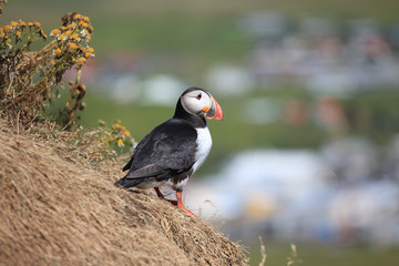 Puffin in Vik, Iceland