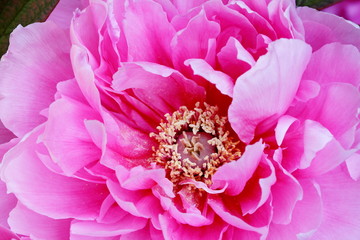 paeony 牡丹花 (小石川後楽園)