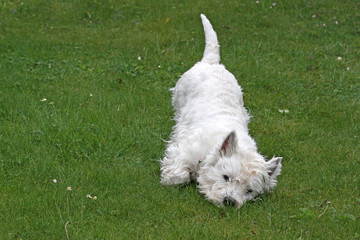 Spielender Hund