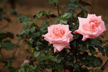 バラ (横浜・港の見える丘)