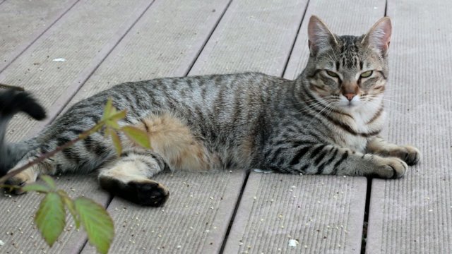 chat au repos sur la terrasse