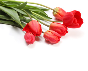 Obraz premium bouquet of red tulips