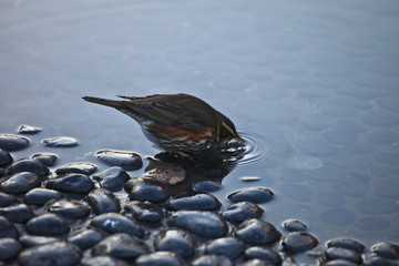 Bird with head in water
