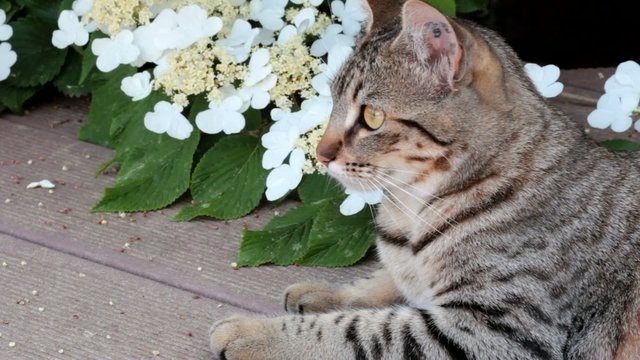 chat aux aguets