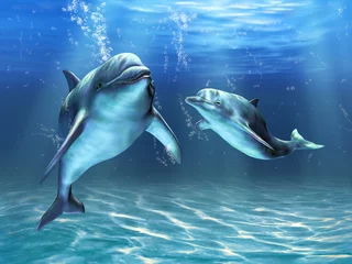 Fototapete Rund Delfine © Andrea Danti