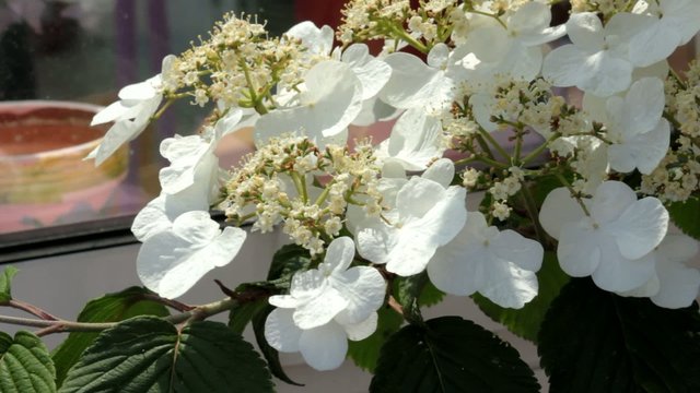 arbuste &agrave; fleurs blanches printanier