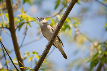Bird nightingale