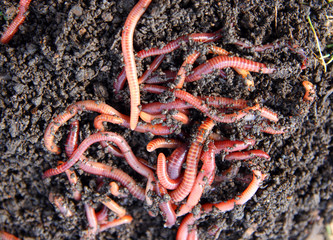 red worms in compost