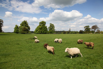 Fototapeta na wymiar Green pasture with sheep on a beautiful day in England.
