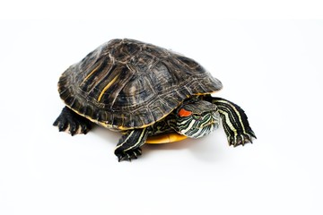 Turtle on white background