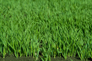 текстура травы