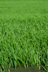 текстура травы