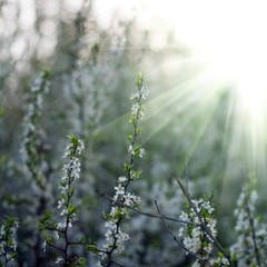 Sunny spring