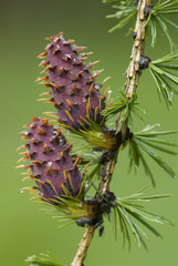 Pinecones of the European larch tree (Larix europaea)
