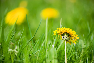 Dandelions in the grass