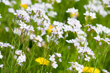 Dandelions and Cuckoo flowers