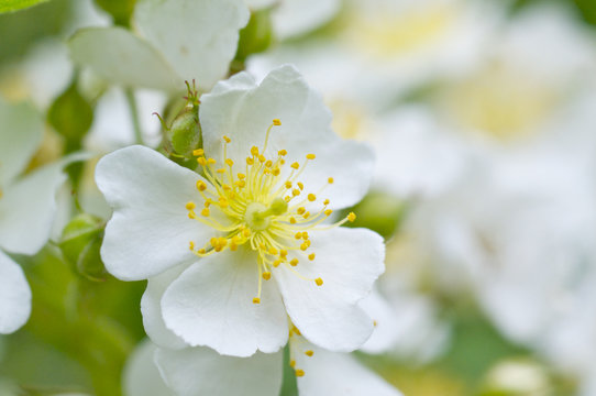 56 Best 野薔薇 Images Stock Photos Vectors Adobe Stock