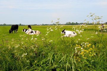 Fototapeta premium Typical Dutch cows in landscape